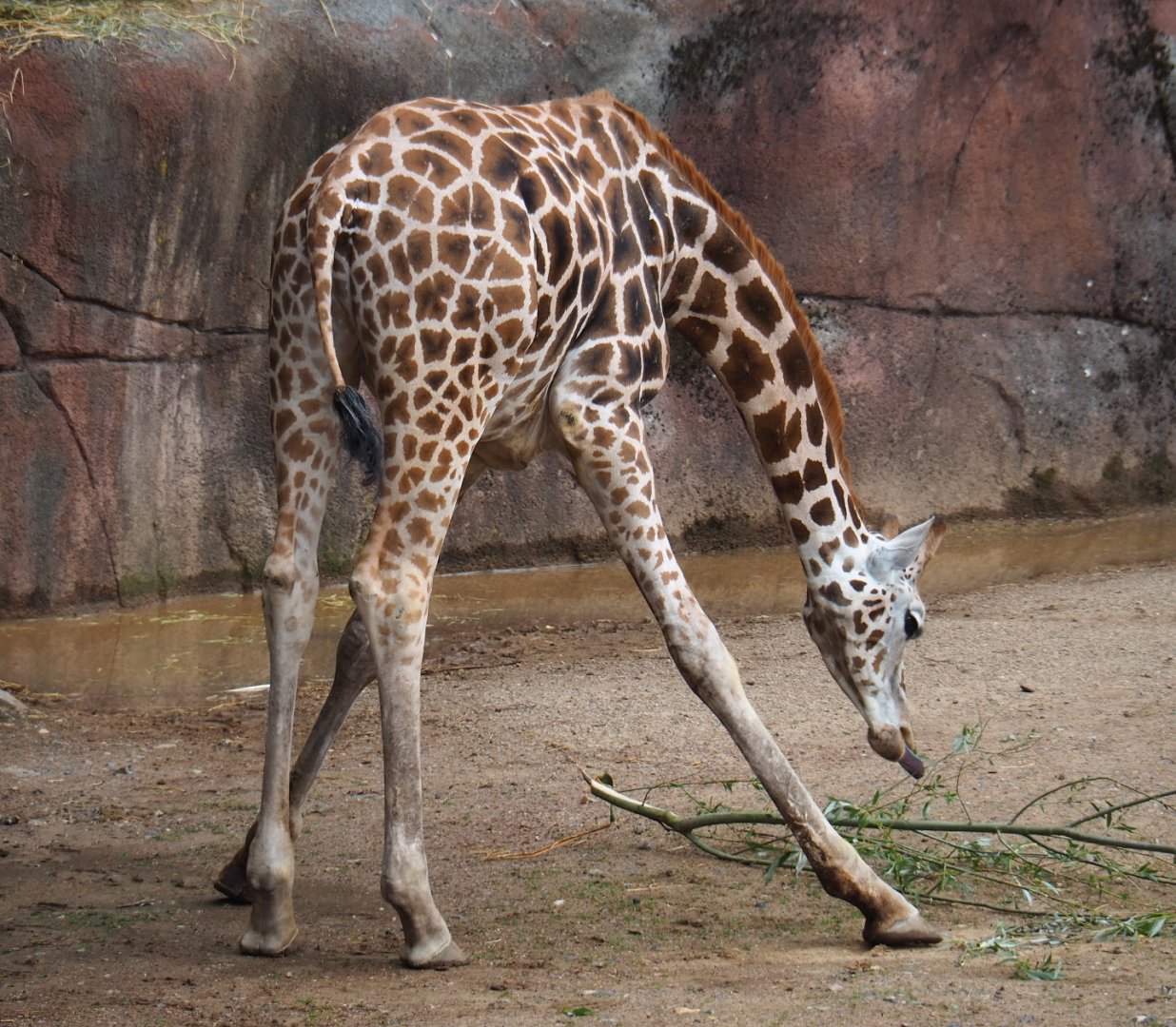 Rothschild's giraffe, 2019-07-21