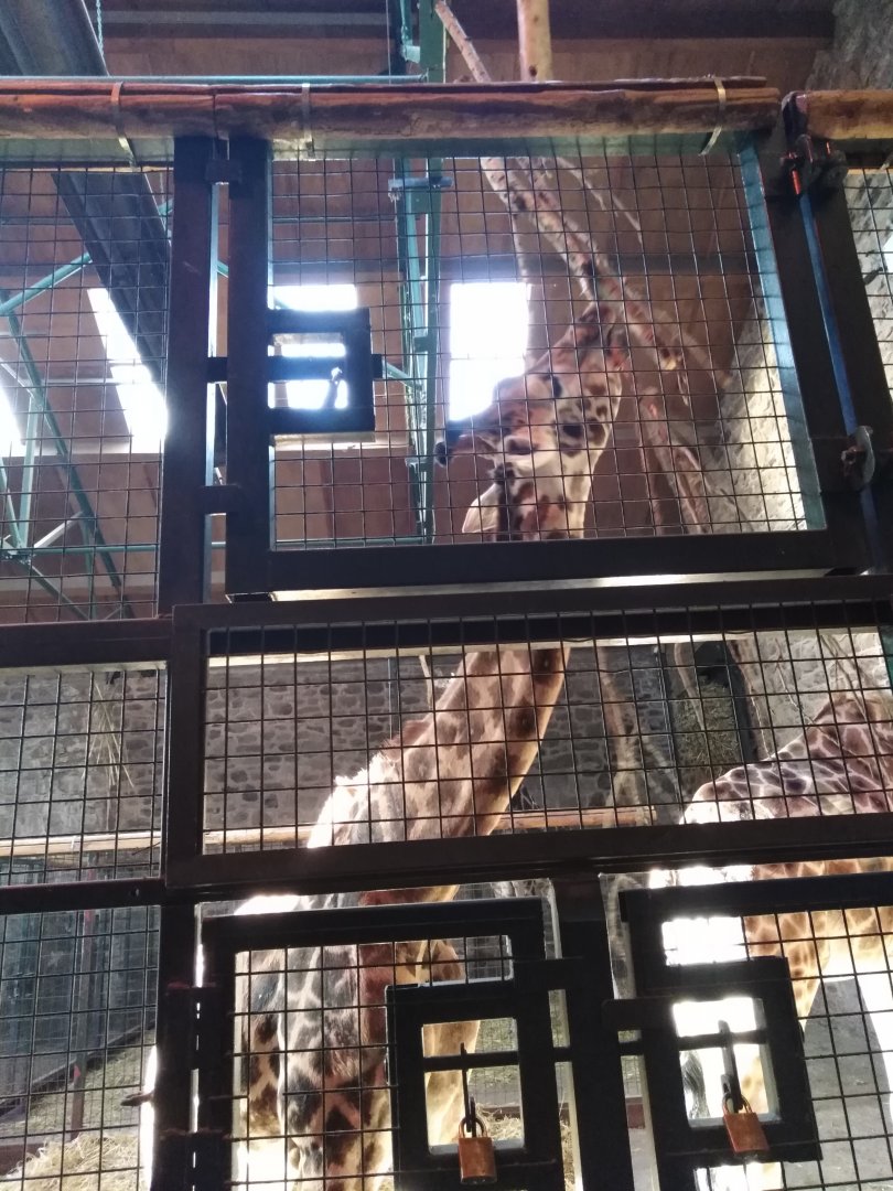 Rothschild's Giraffe 2020