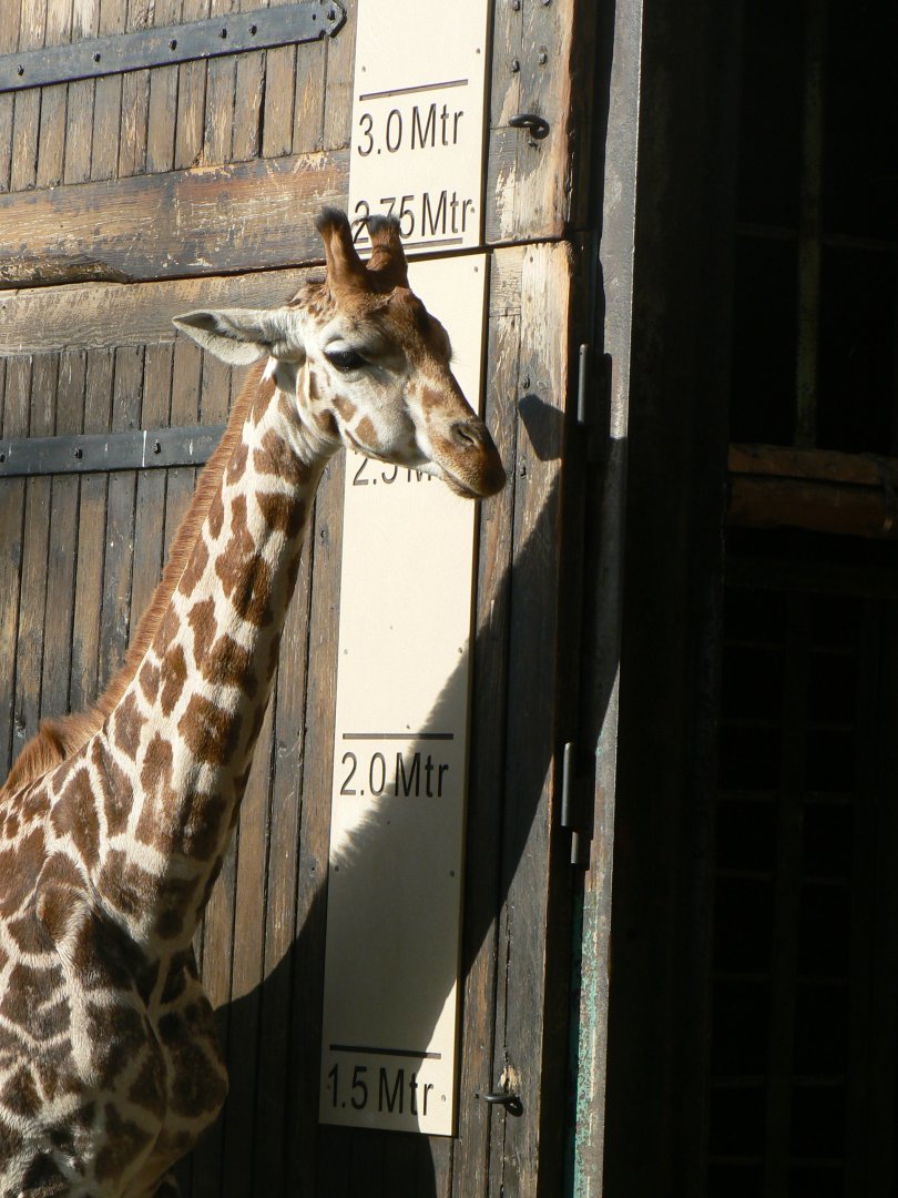 Rothschild's Giraffe - 27 October 2019