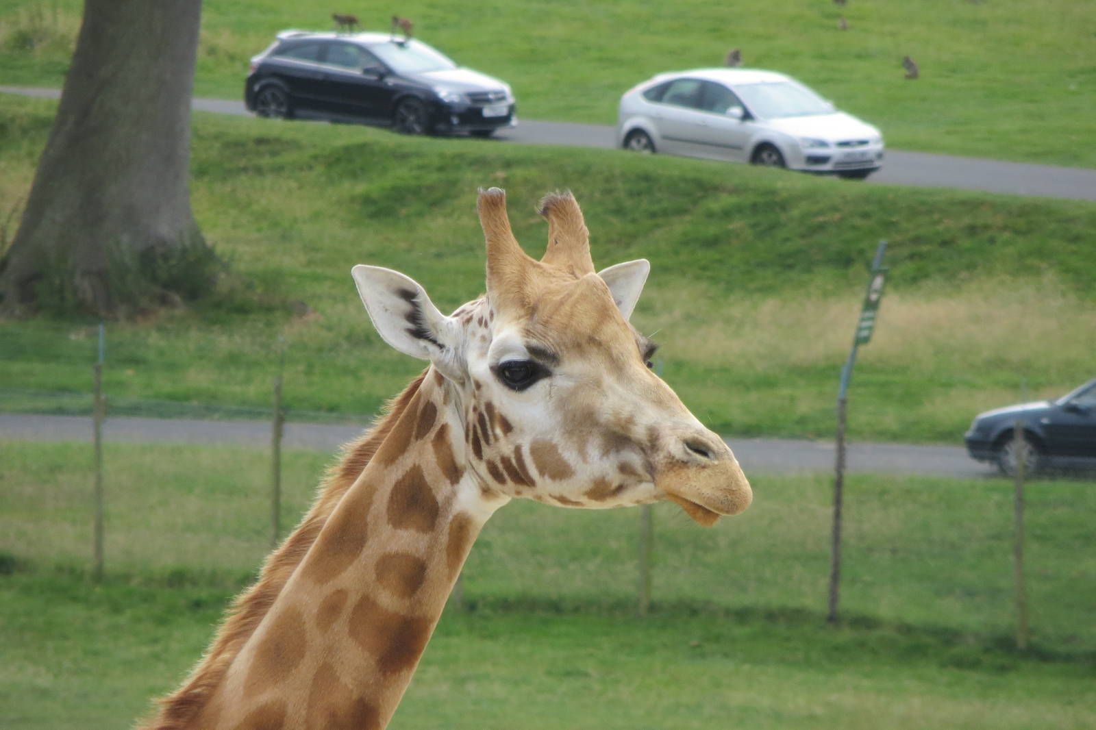 Rothschild's Giraffe 270713