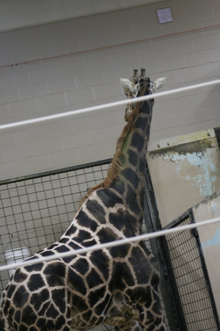 Rothschilds Giraffe(3/9/2025)