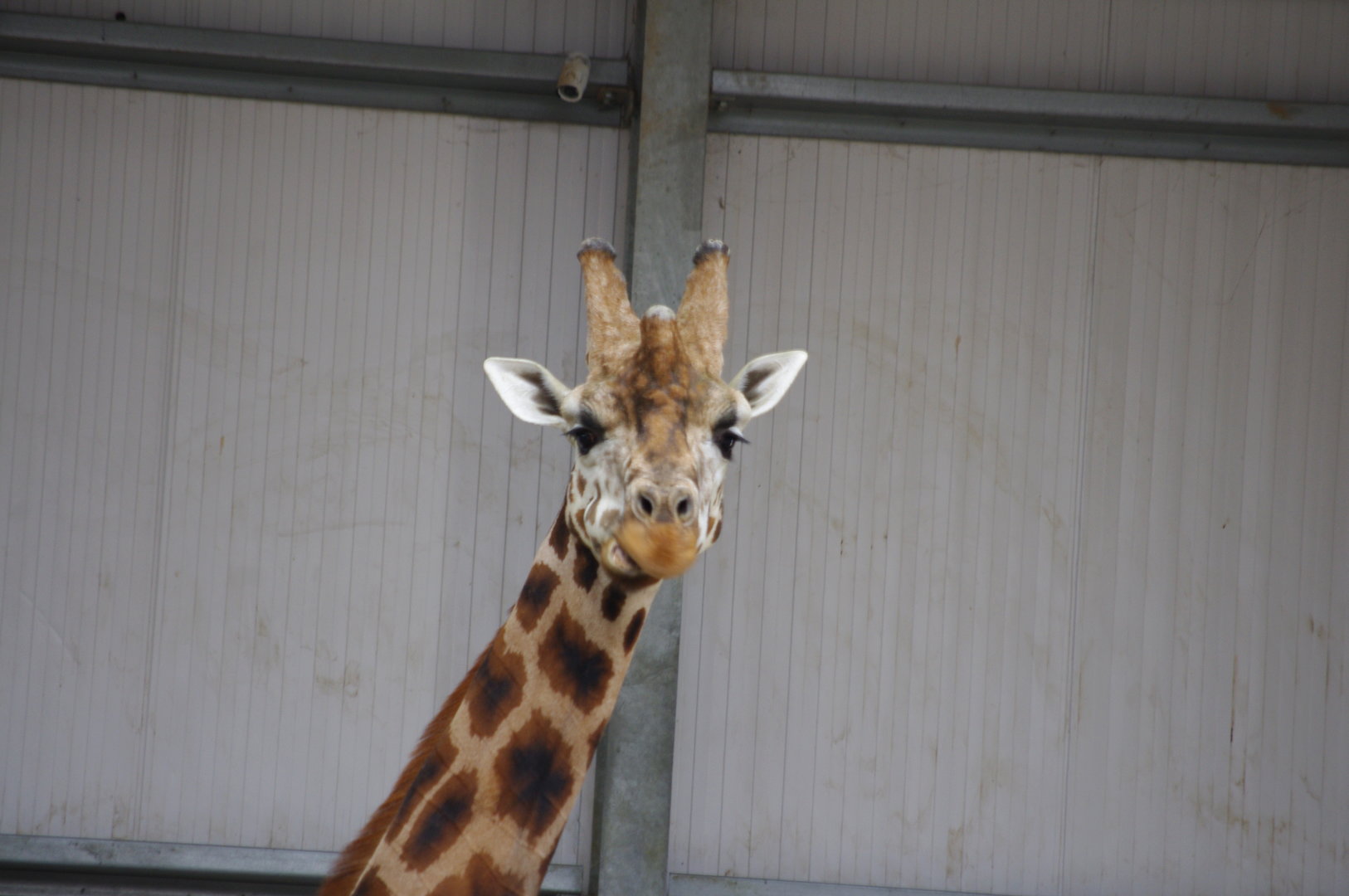 Rothschilds Giraffe- 4/3/2023