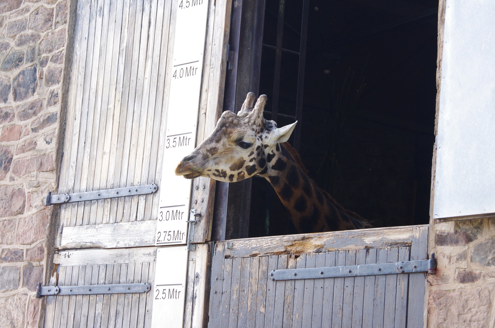 Rothschild’s Giraffe- 4/4/2023