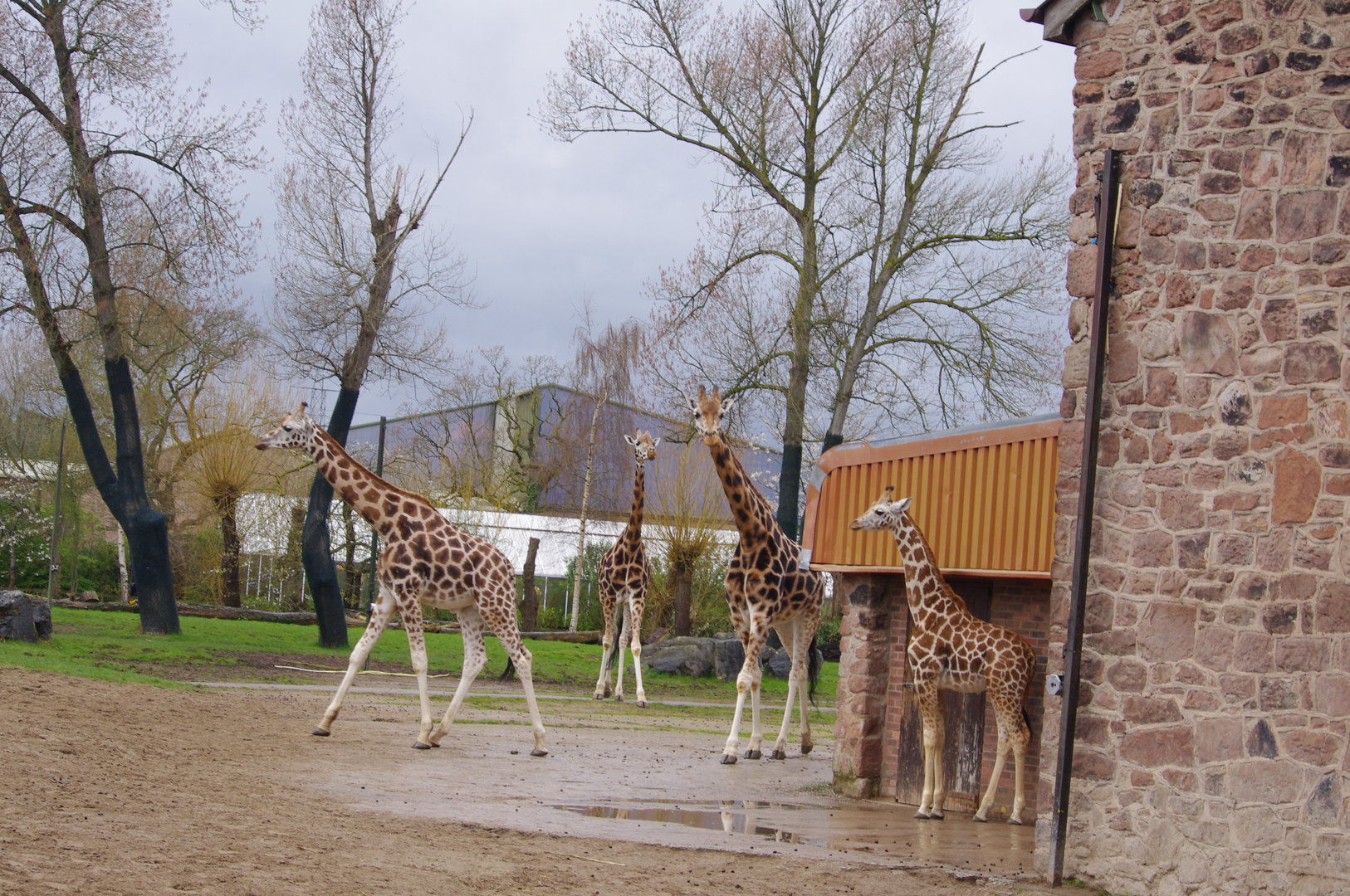 Rothschild’s Giraffe- 5/4/2023