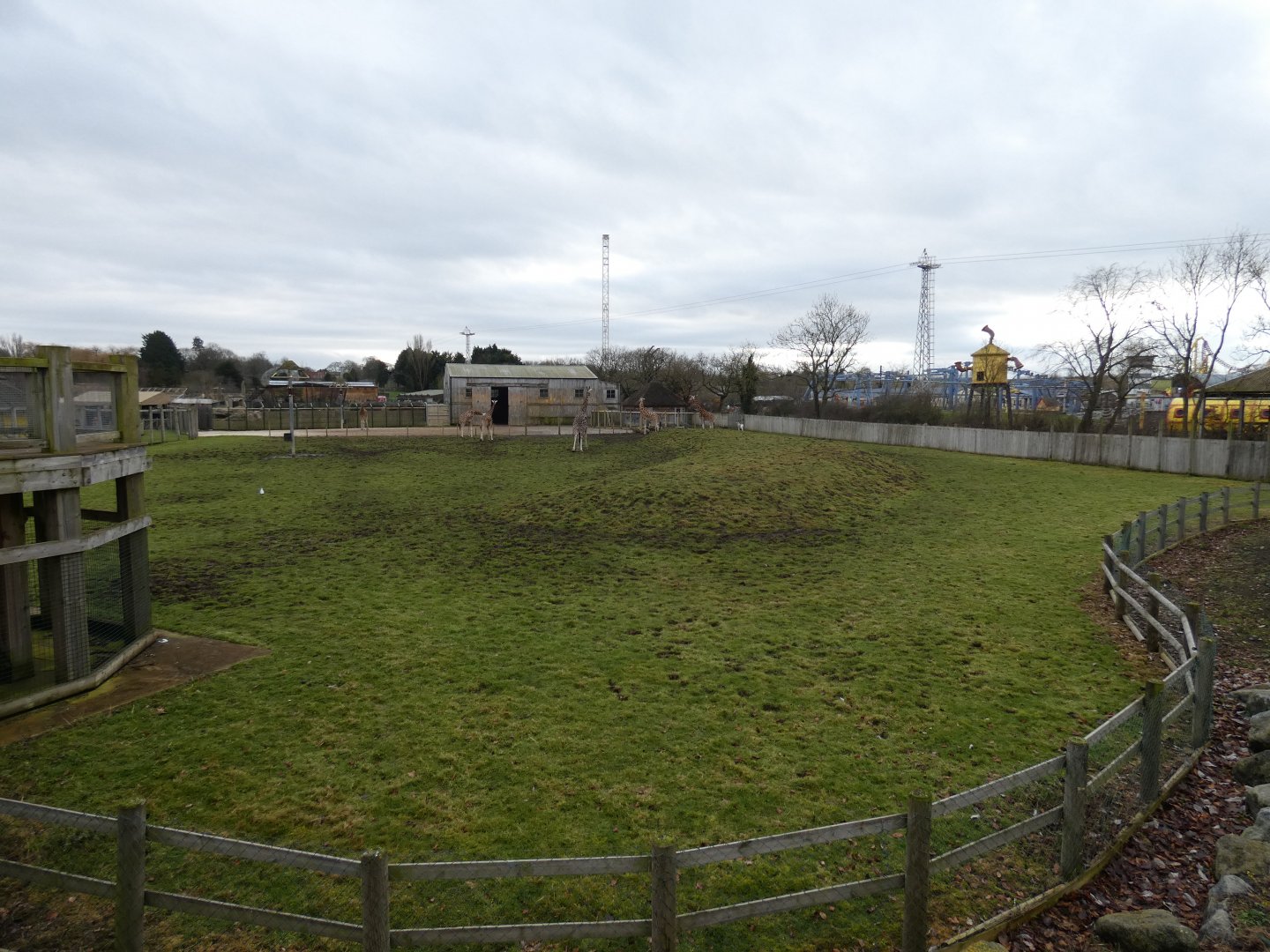 Rothschild's giraffe and Addax paddock