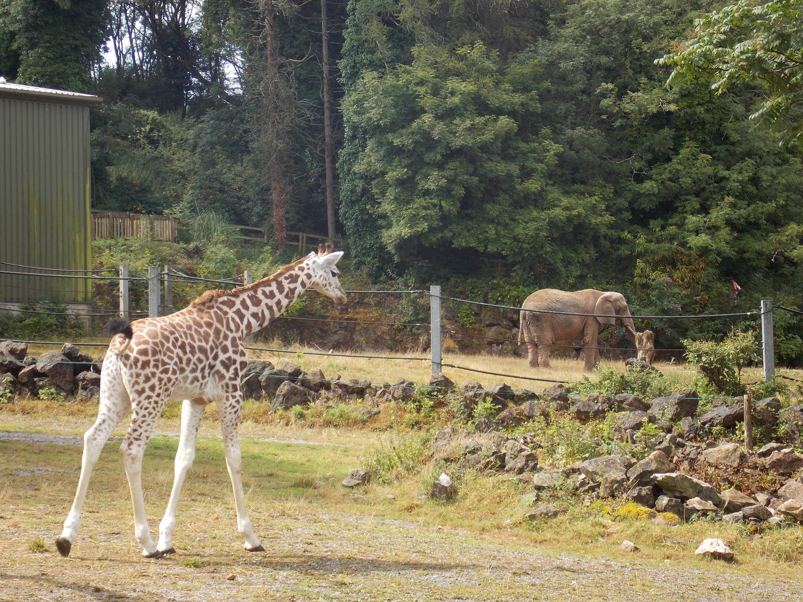 Rothschilds Giraffe and African Elephant