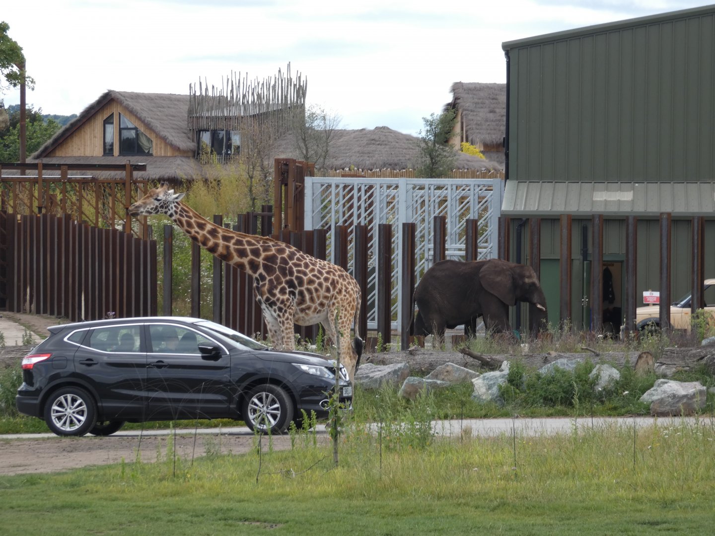 Rothschild's giraffe and African elephant