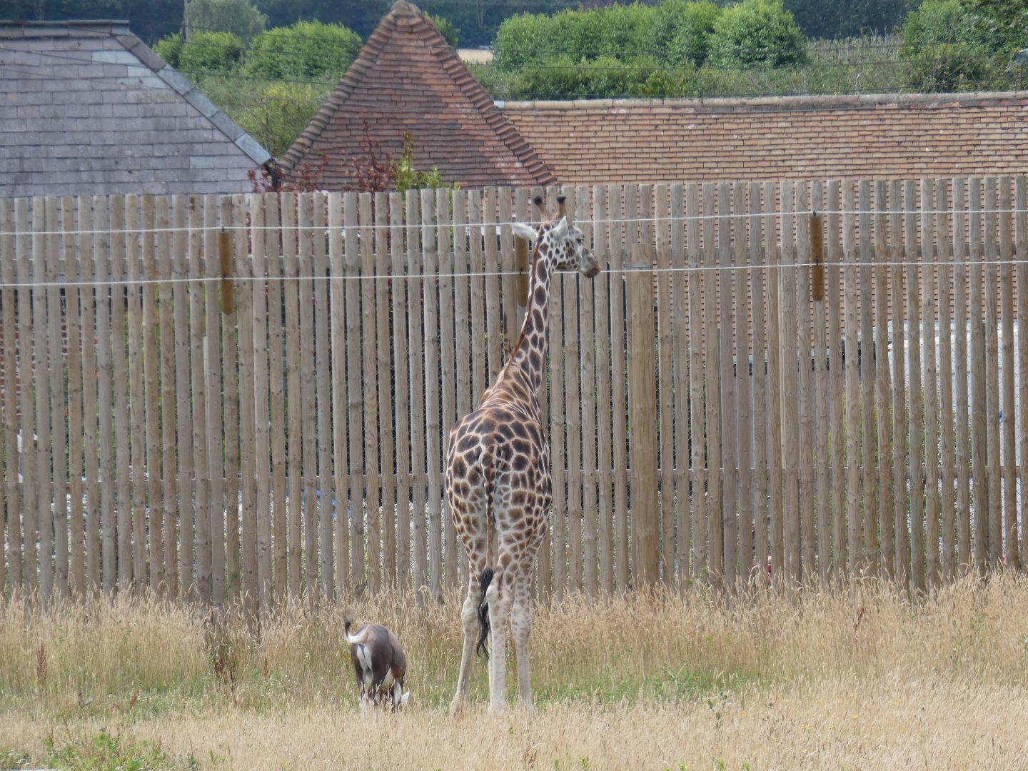 Rothschild's Giraffe and Blesbok