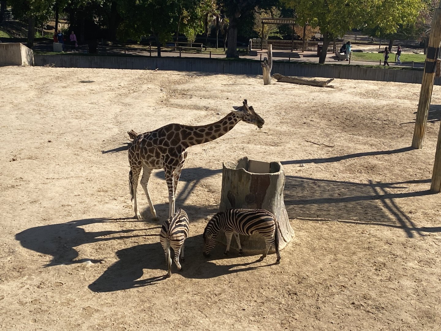 Rothschild’s giraffe and Burchell’s zebras