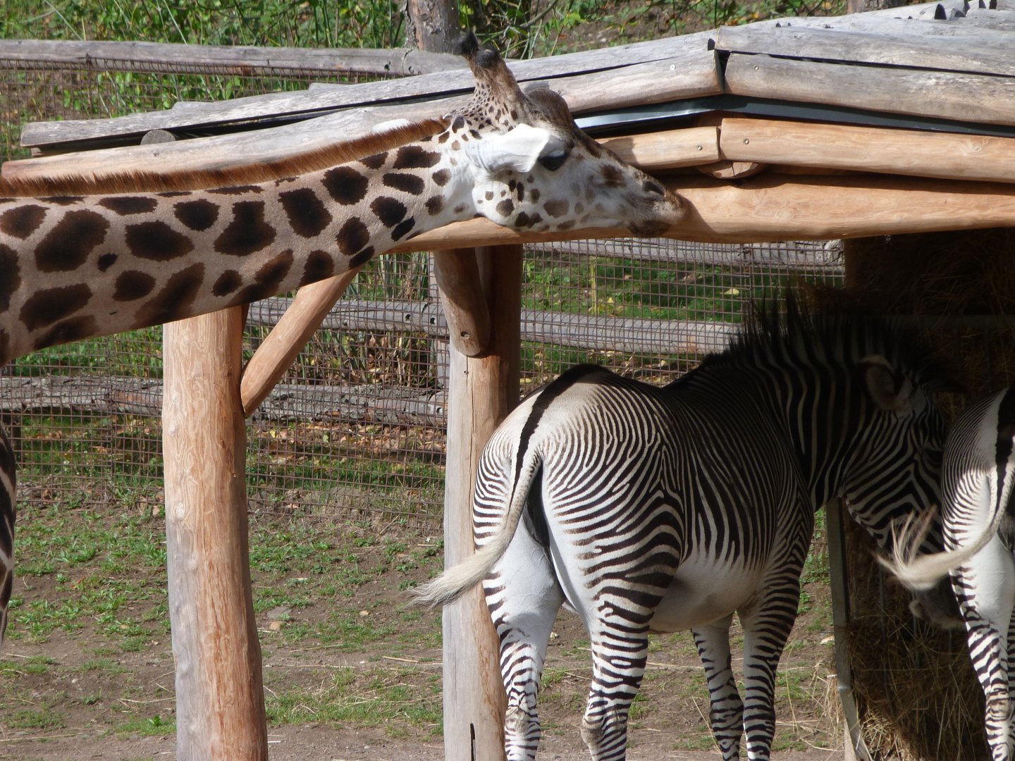 Rothschild's giraffe and Grevy's zebras -Zoo Praha (2025)
