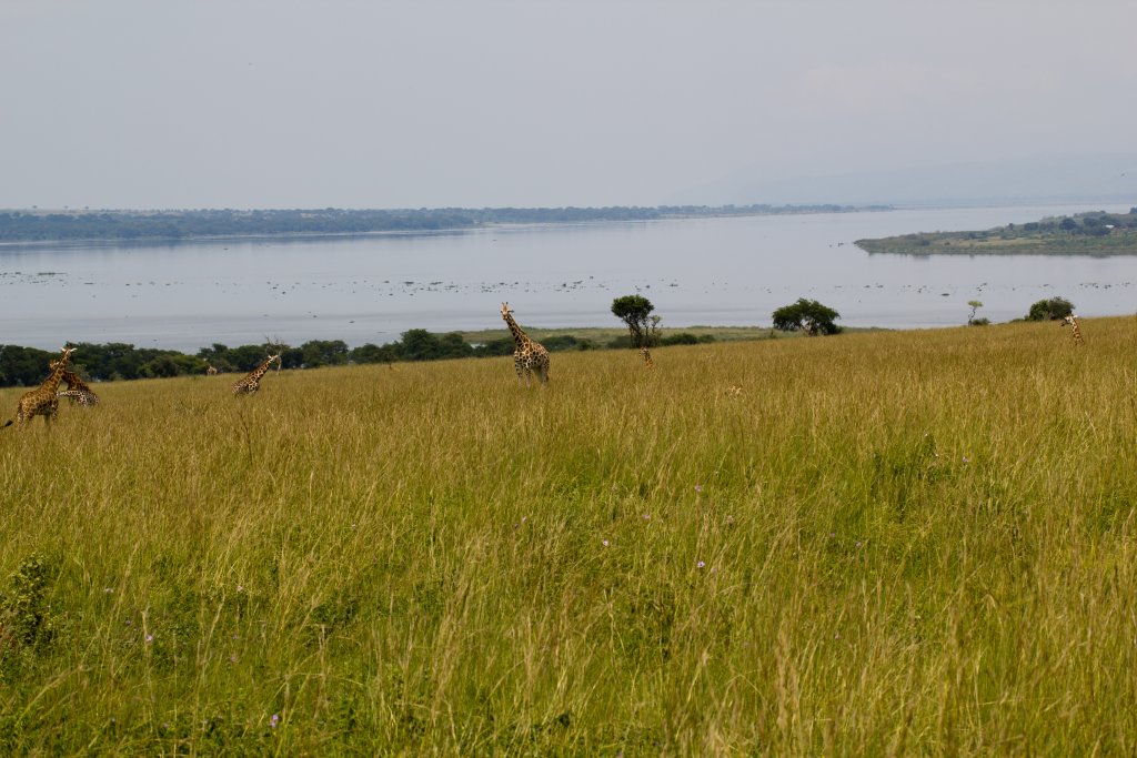 Rothschilds Giraffe and Lake Albert
