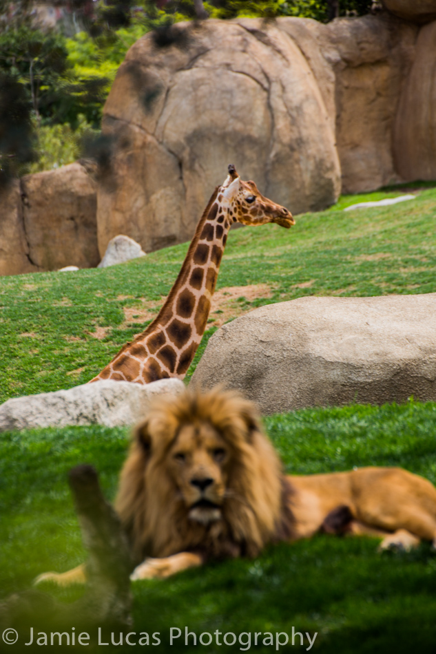 Rothschild's giraffe and Lion