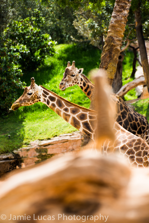 Rothschild's giraffe and Meerkat