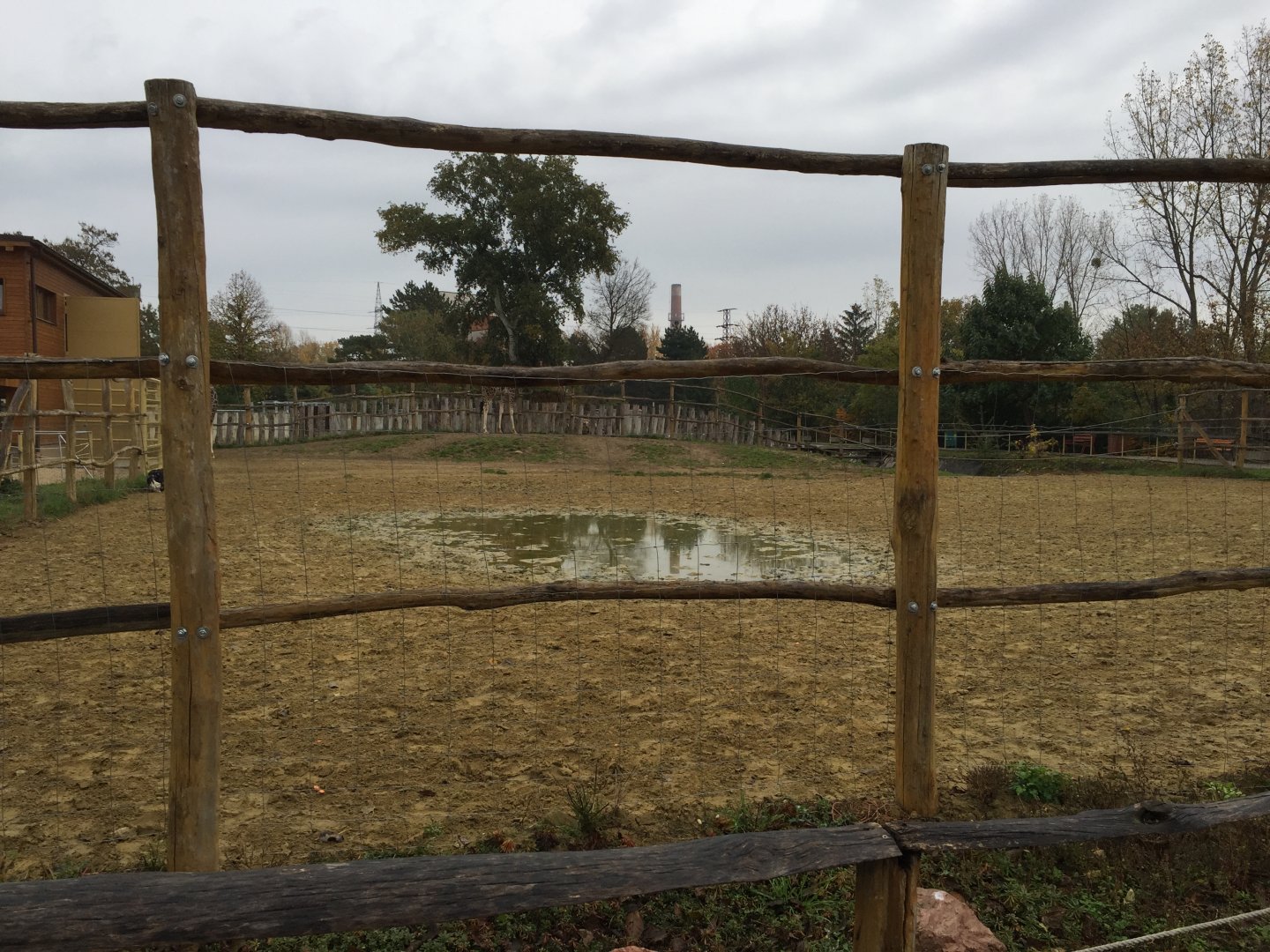 Rothschild's giraffe and ostrich exhibit 10.2020.