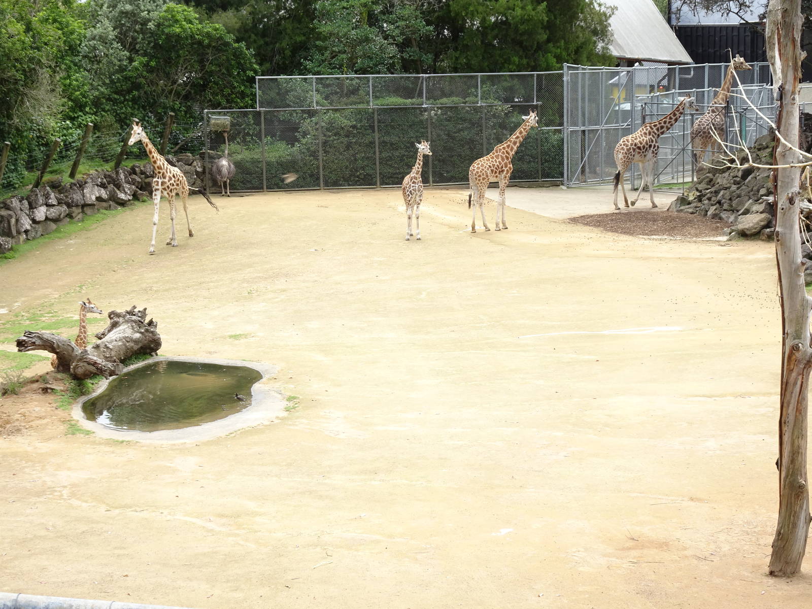 Rothschild's Giraffe and Ostrich, November 2015