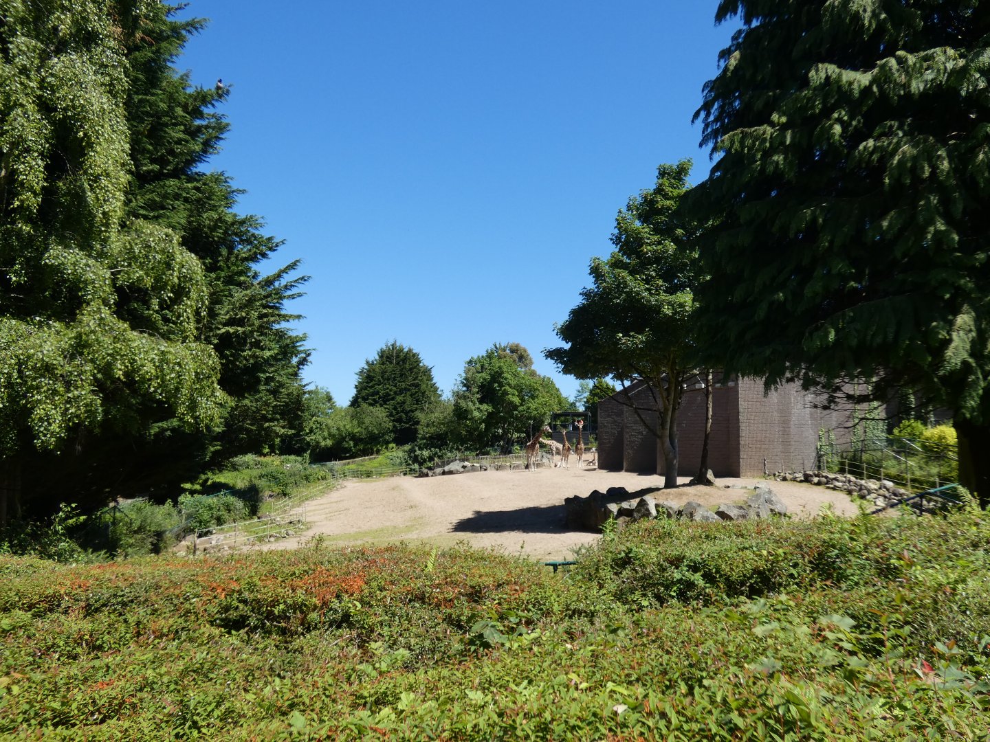 Rothschild's giraffe and zebra enclosure (2)