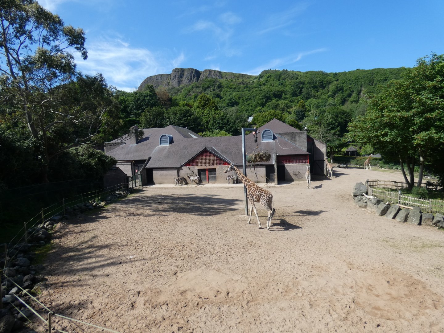 Rothschild's giraffe and zebra enclosure