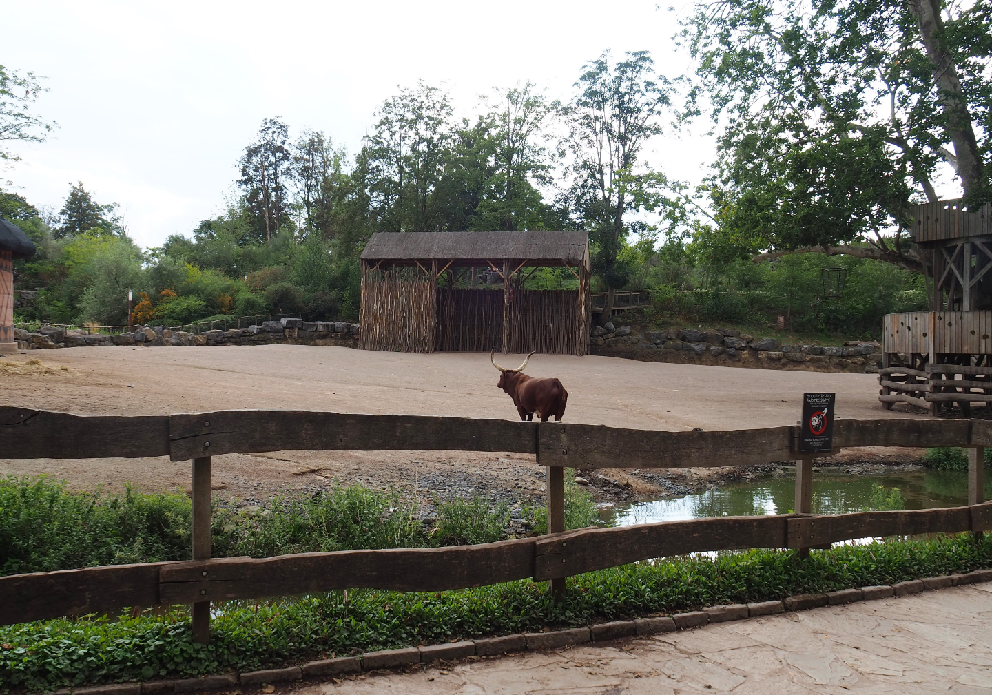Rothschild's giraffe, Ankole-Watusi cattle and Ostrich paddock, 2020-09-02