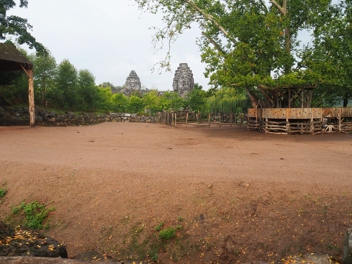 Rothschild's giraffe, Ankole-Watusi cattle, Dahomey dwarf cattle, Ostrich and Ruddy shelduck paddock, 2022-09-15