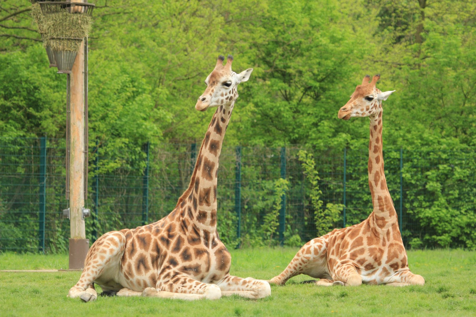 Rothschild's giraffe (April 2018)