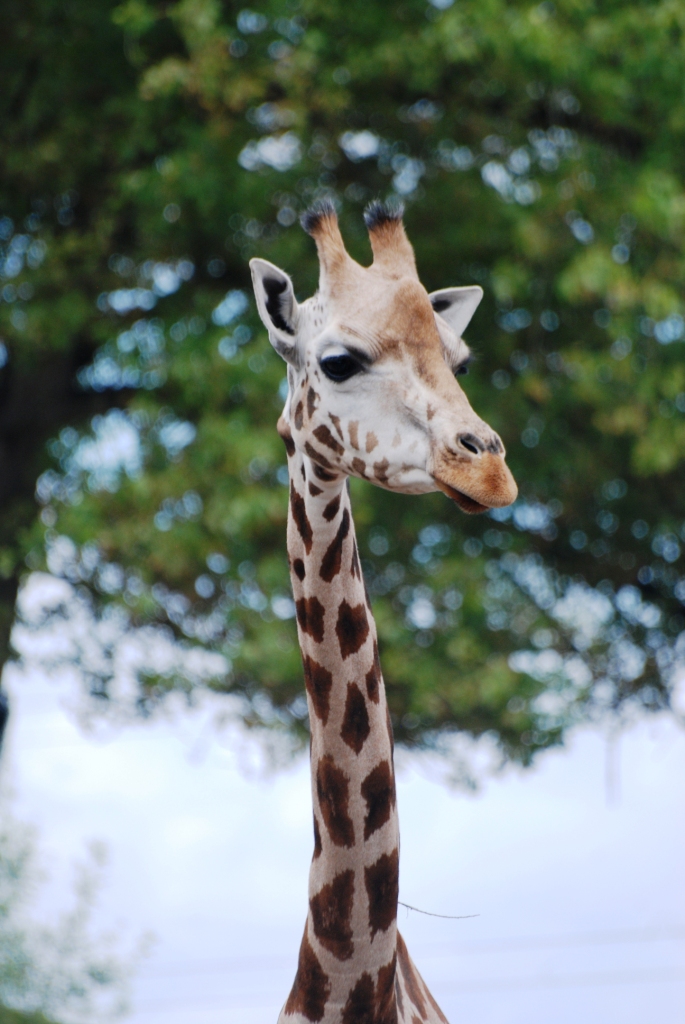 Rothschild's Giraffe at Chester, 27/07/14
