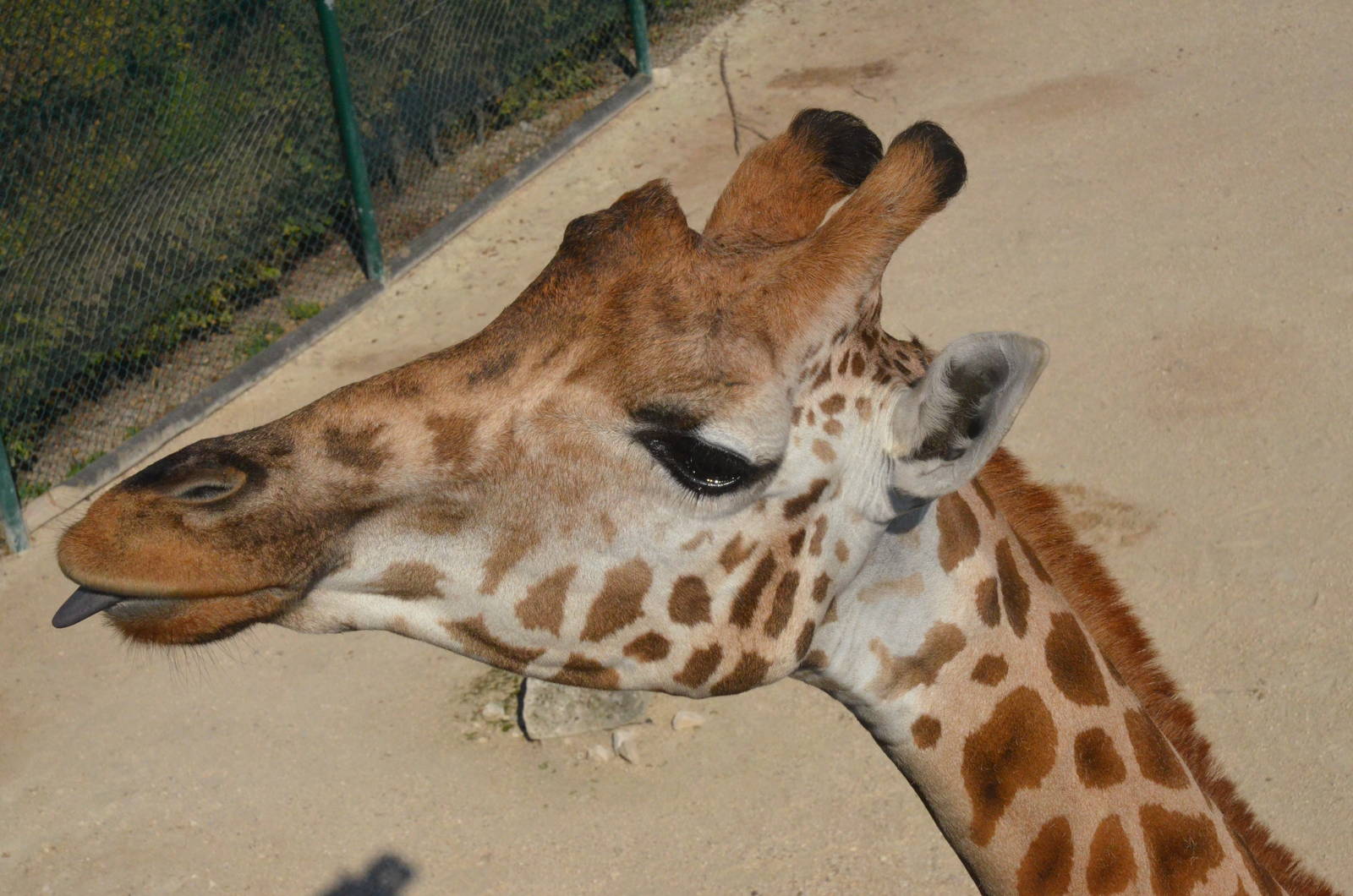 Rothschild's Giraffe at Knie Kinderzoo, 11/09/16