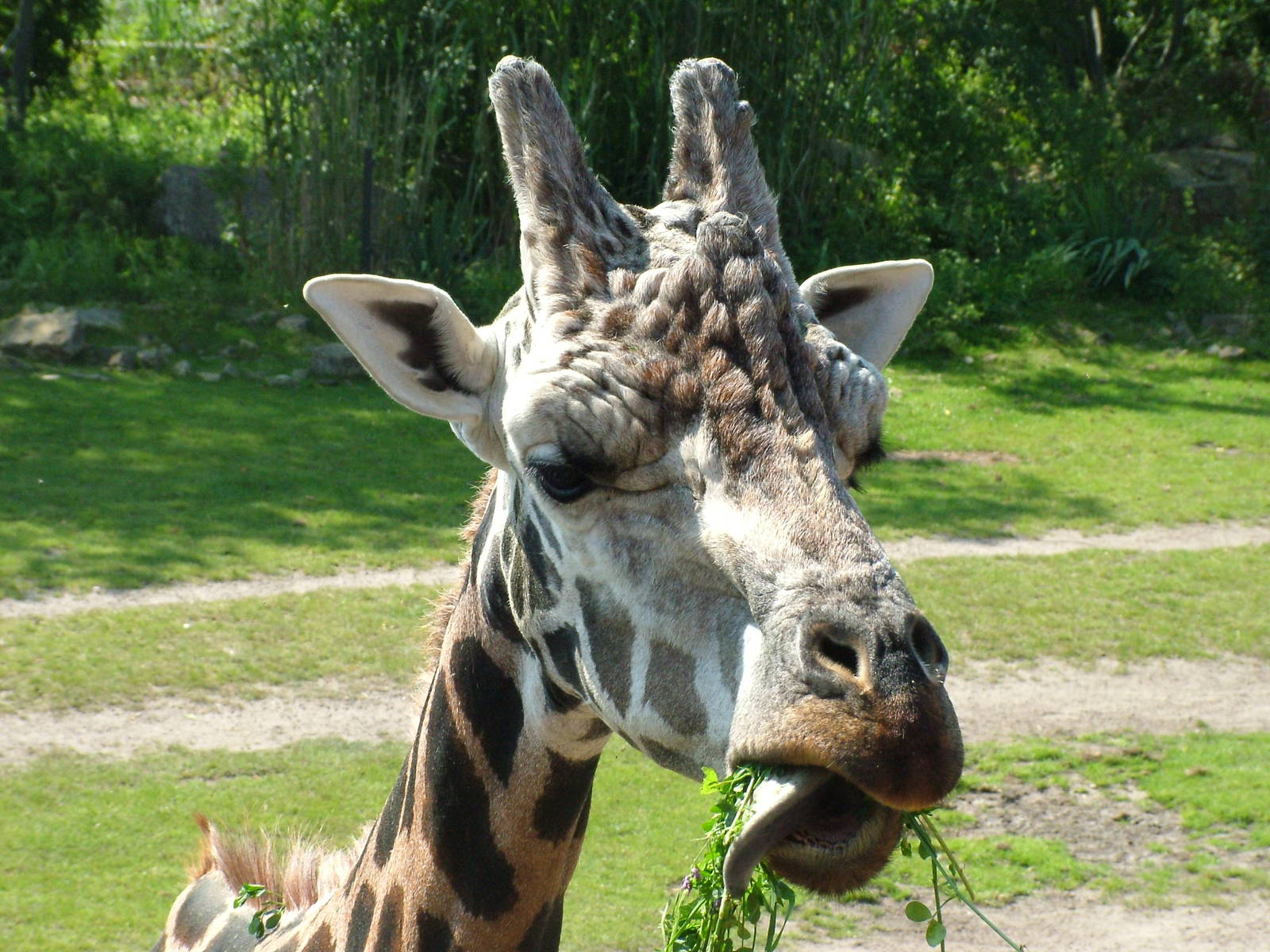 Rothschild's Giraffe at Leipzig, 02/09/11
