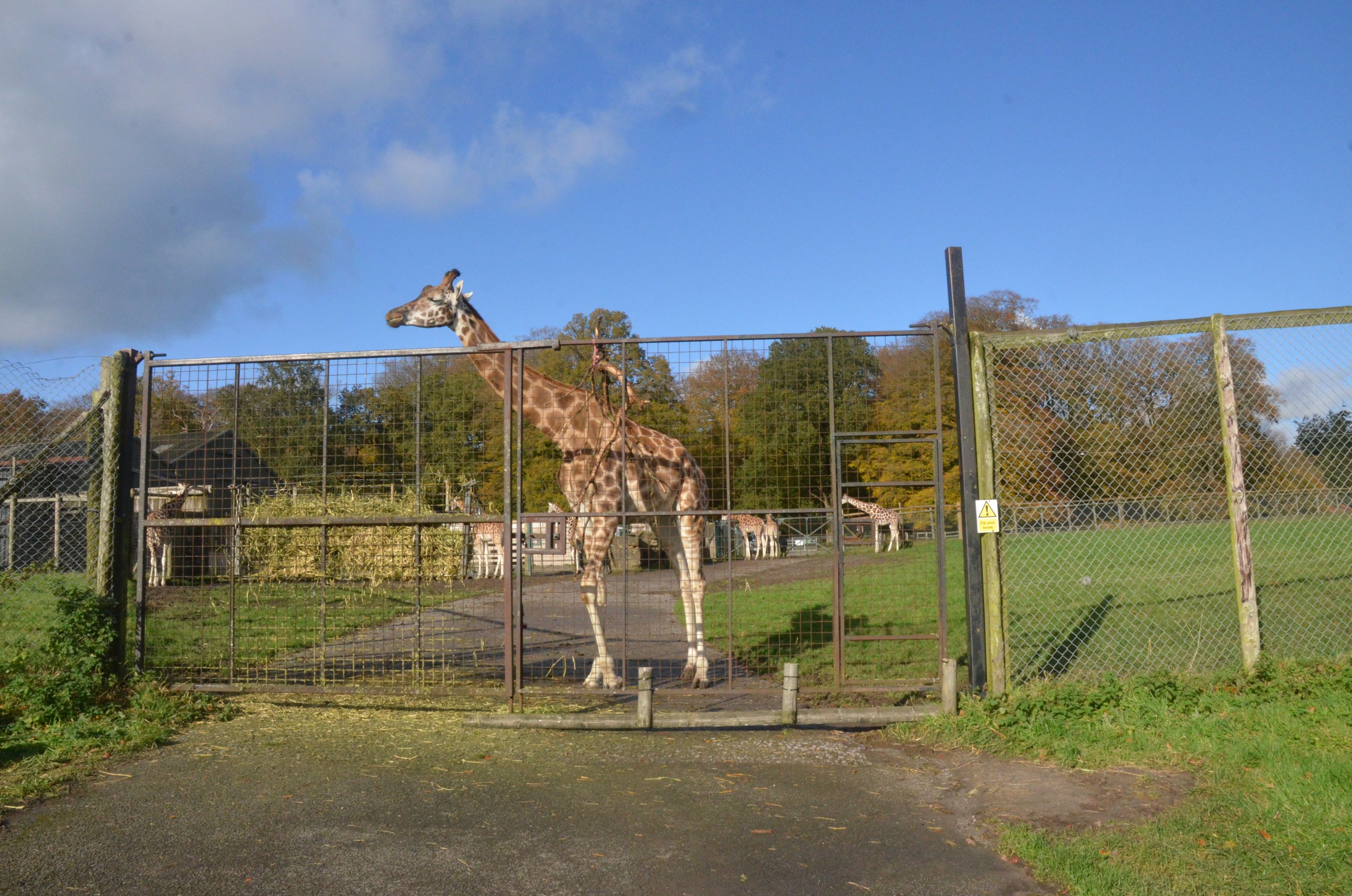 Rothschild's Giraffe at Longleat, 03/11/19