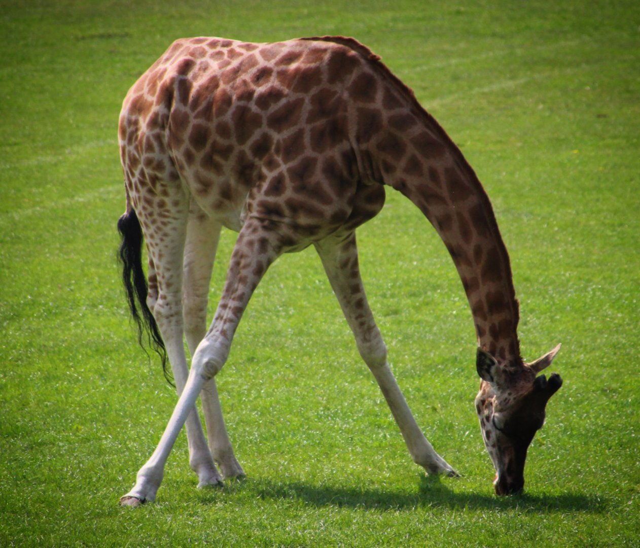 Rothschild's Giraffe at Longleat