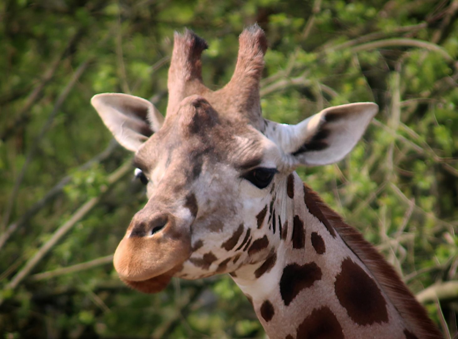 Rothschild's Giraffe at Longleat