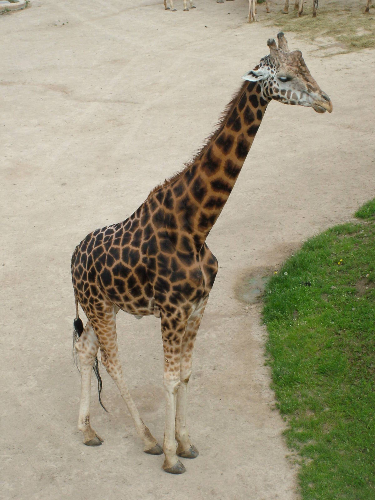 Rothschild's Giraffe at Prague, 24/05/10