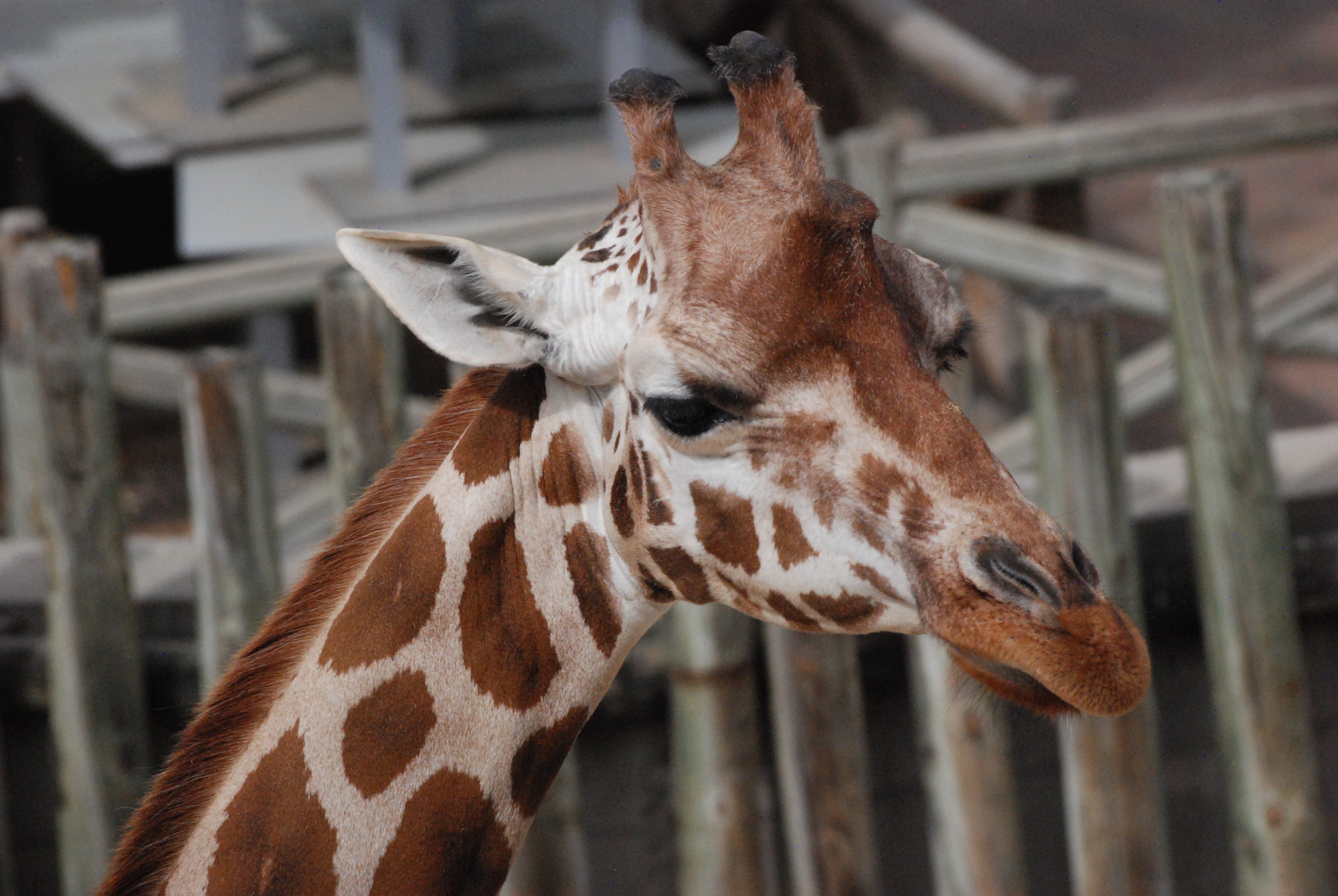 Rothschild's Giraffe at Zoo Aquarium de Madrid, 20th May 2022