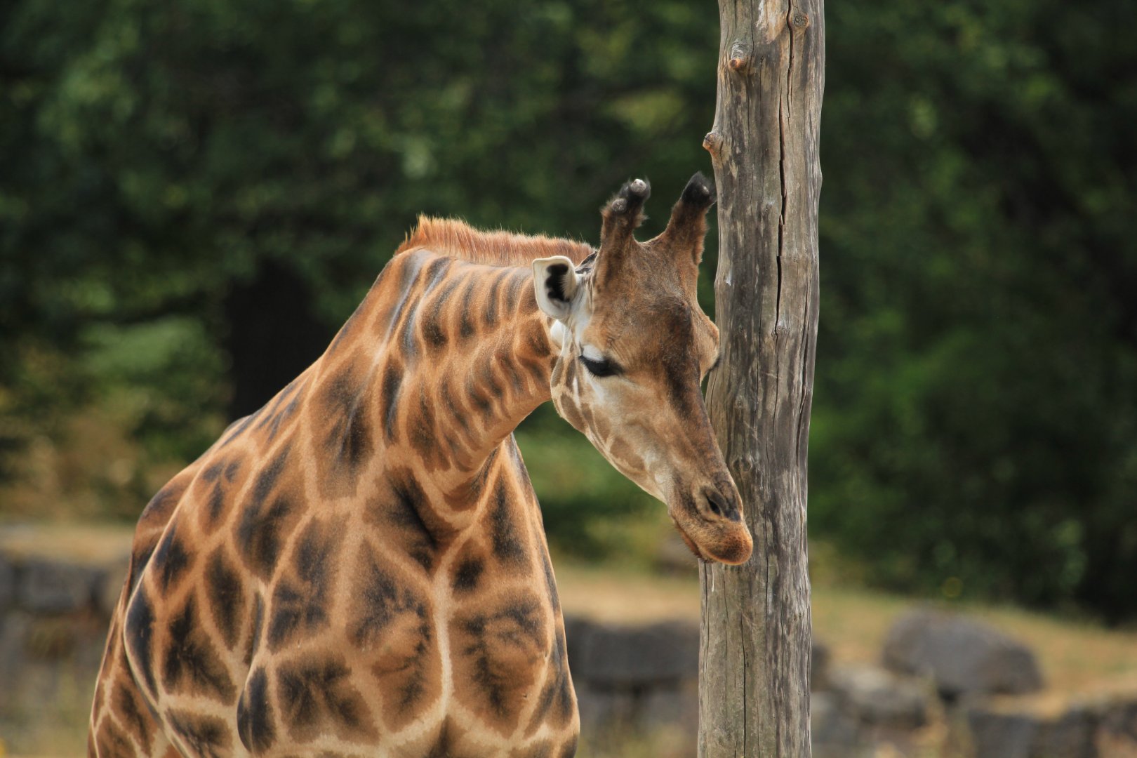 Rothschild's giraffe (August 2018)