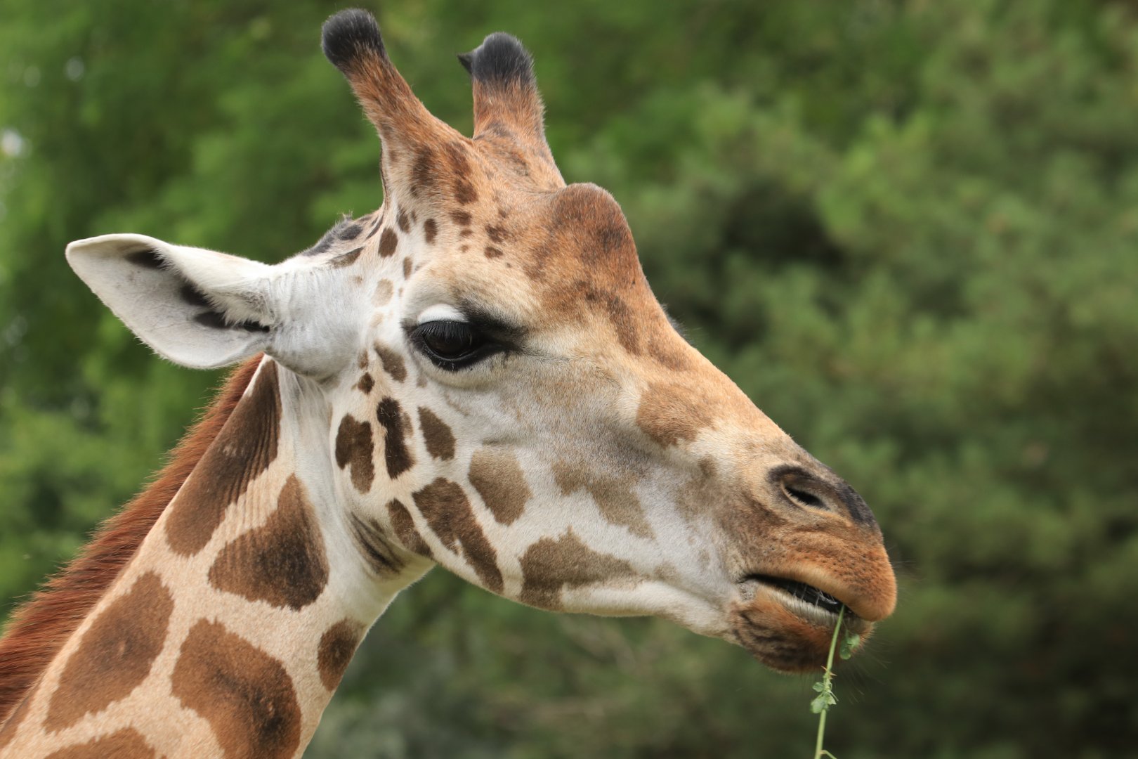 Rothschild's giraffe (August 2019)