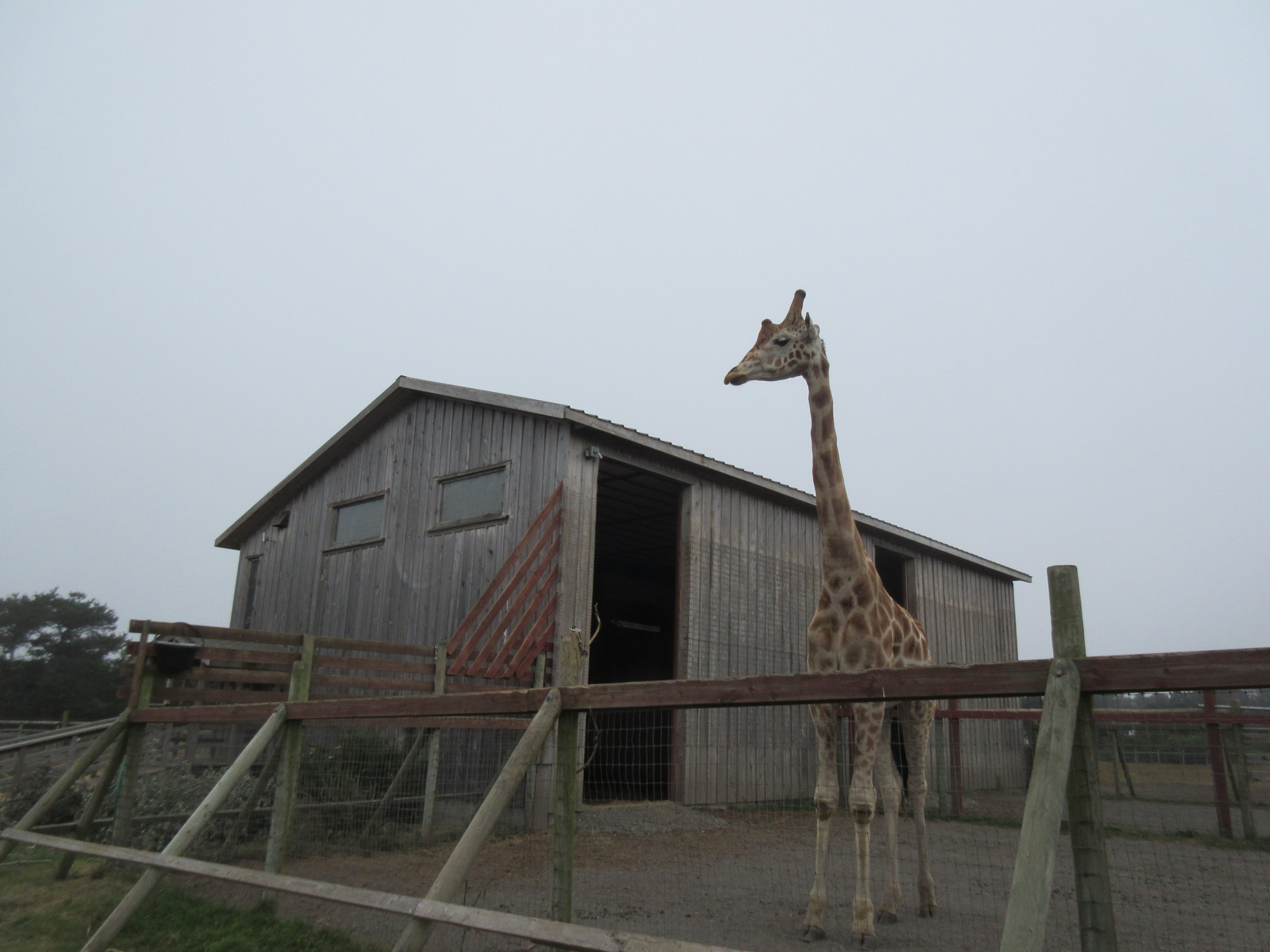 Rothschild's Giraffe Barn (home to 5 young males) - on a foggy day