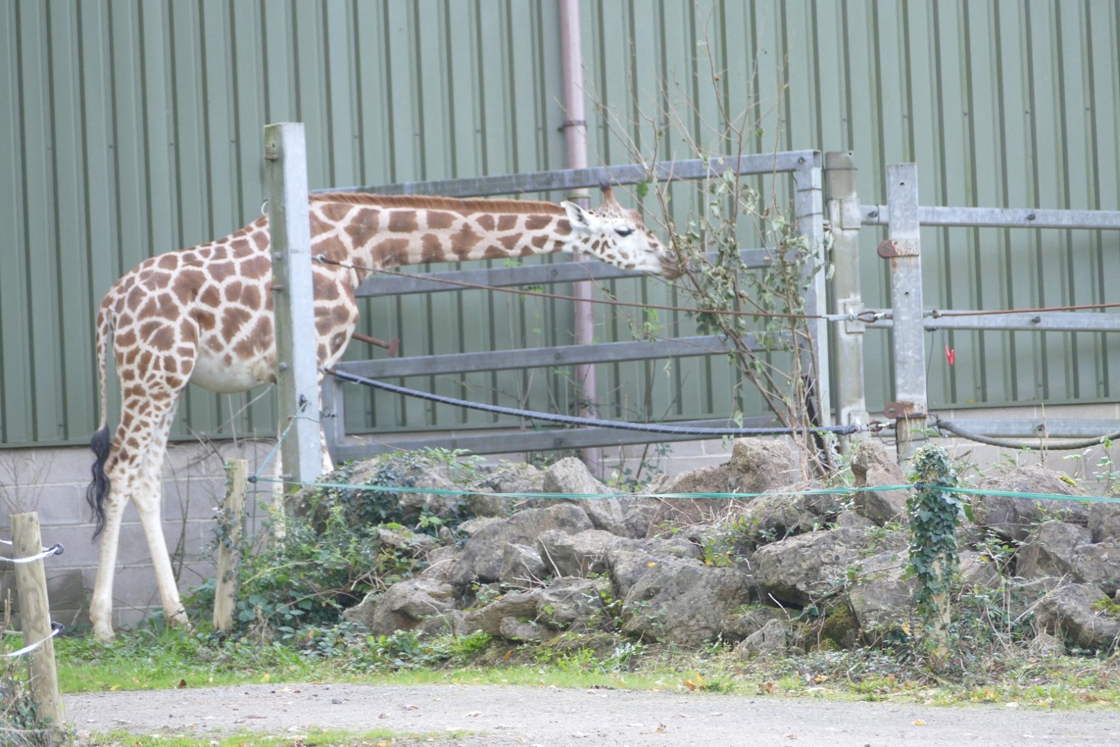 Rothschild's giraffe being slightly daring, October 2019