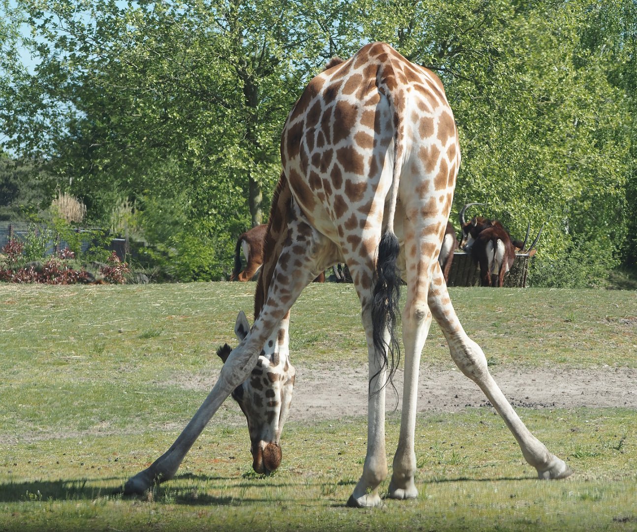 Rothschild's giraffe bending down (Giraffa camelopardalis rothschildi), 2025-04-30