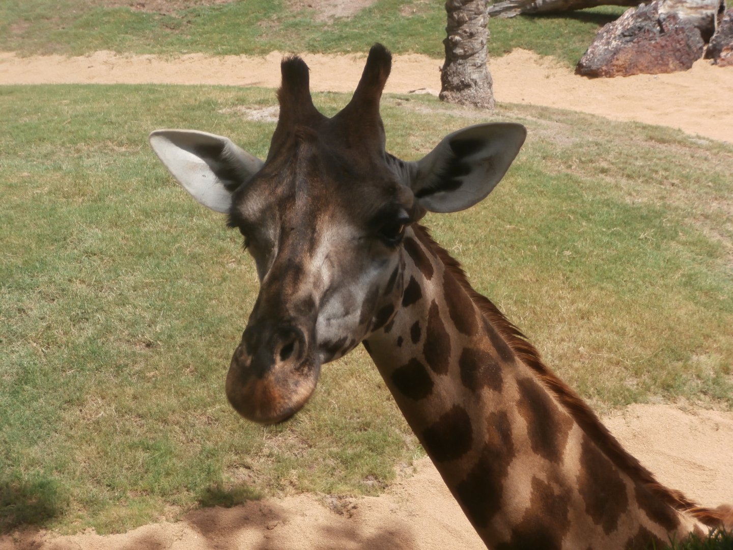 Rothschild's giraffe -Bioparc Valencia (Summer 2017)