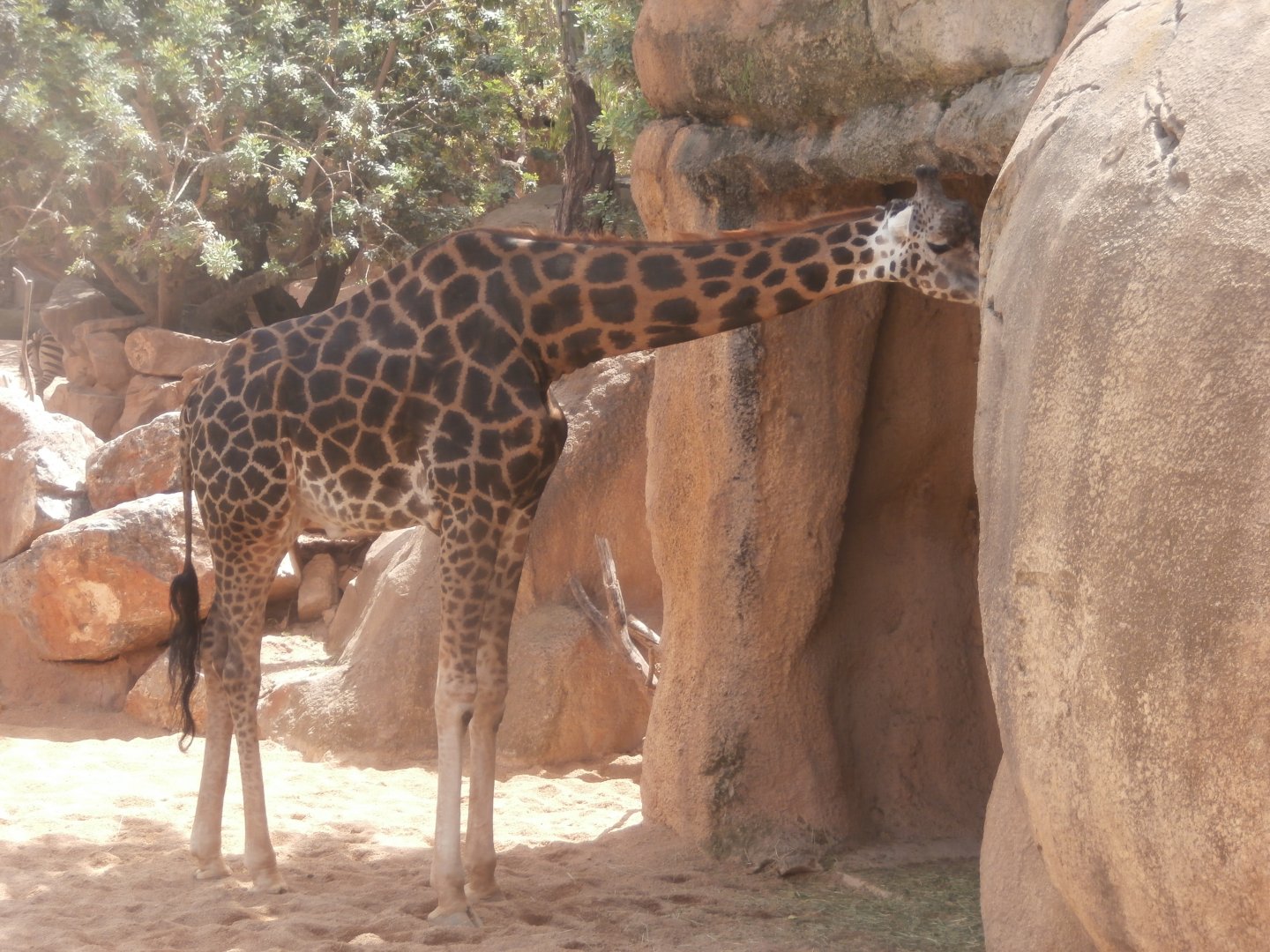 Rothschild's giraffe -Bioparc Valencia (Summer 2017)