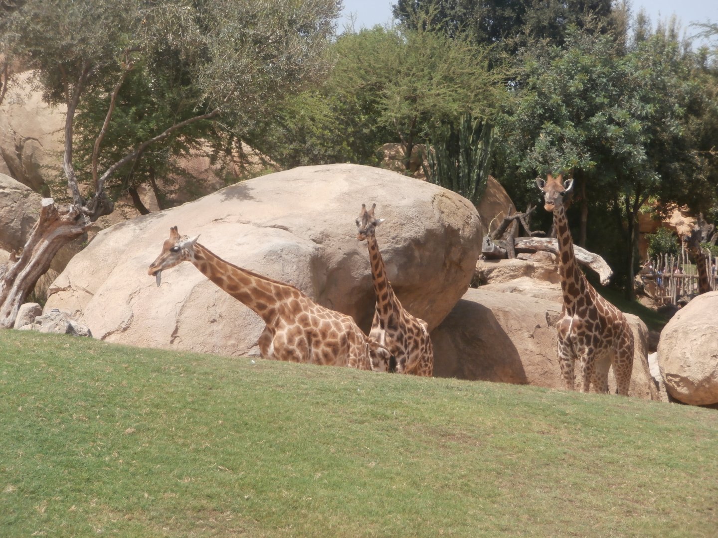 Rothschild's giraffe -Bioparc Valencia (Summer 2017)