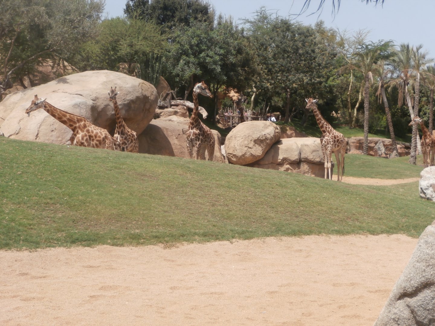 Rothschild's giraffe -Bioparc Valencia (Summer 2017)