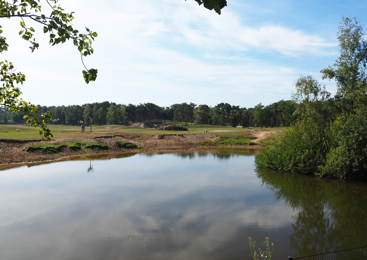 Rothschild's giraffe, black sable antelope and Grévy's zebra plains, 2019-09-15