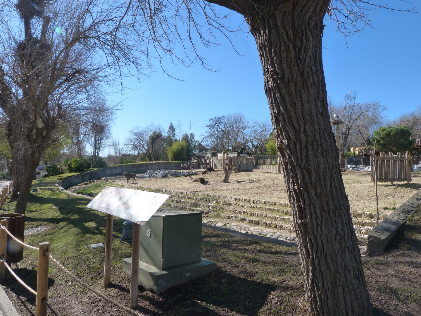 Rothschild’s giraffe, Black wildebeest and Burchell’s zebra exhibit -Zoo Aquarium de Madrid (2025)