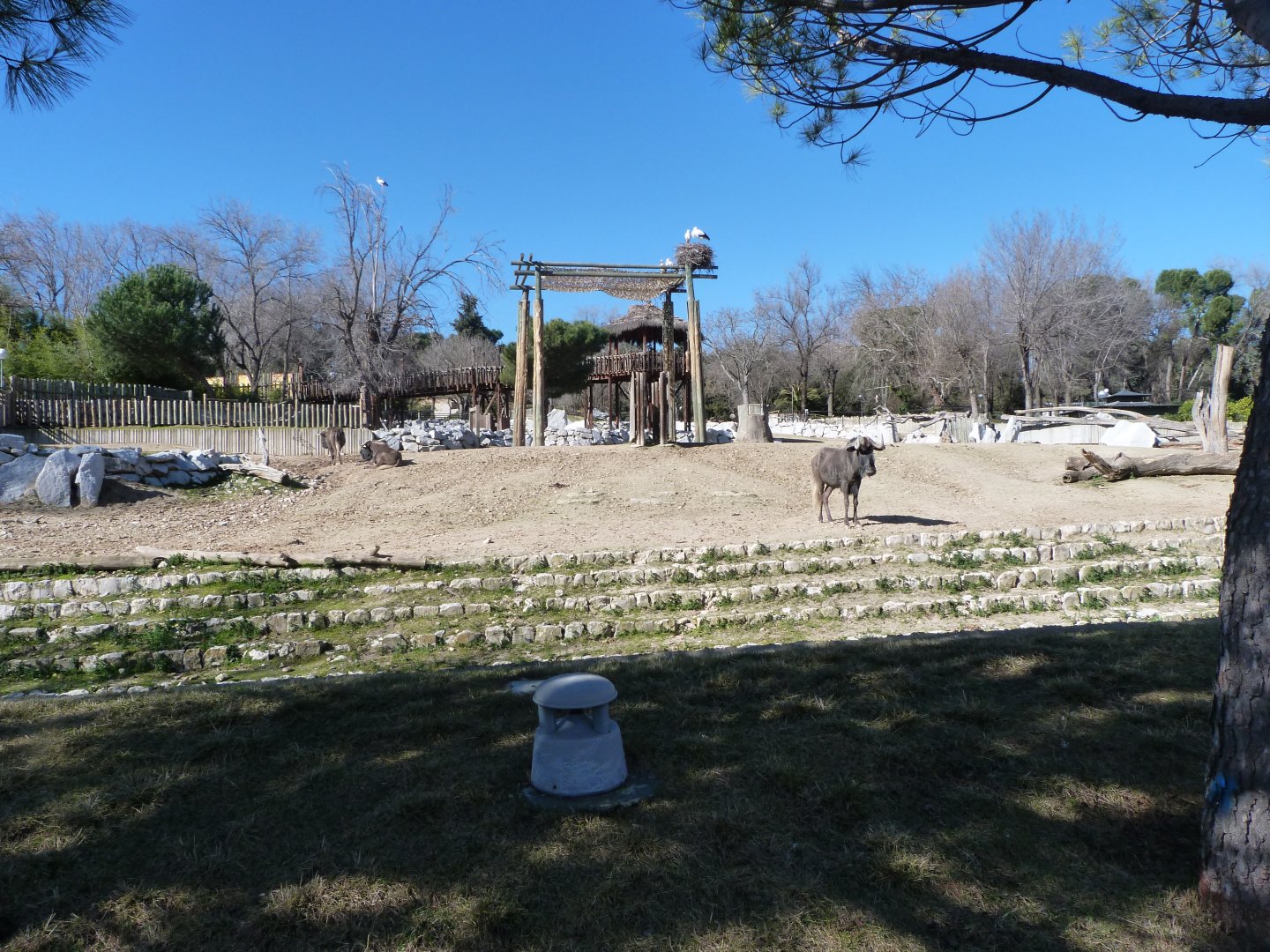 Rothschild’s giraffe, Black wildebeest and Burchell’s zebra exhibit -Zoo Aquarium de Madrid (2025)