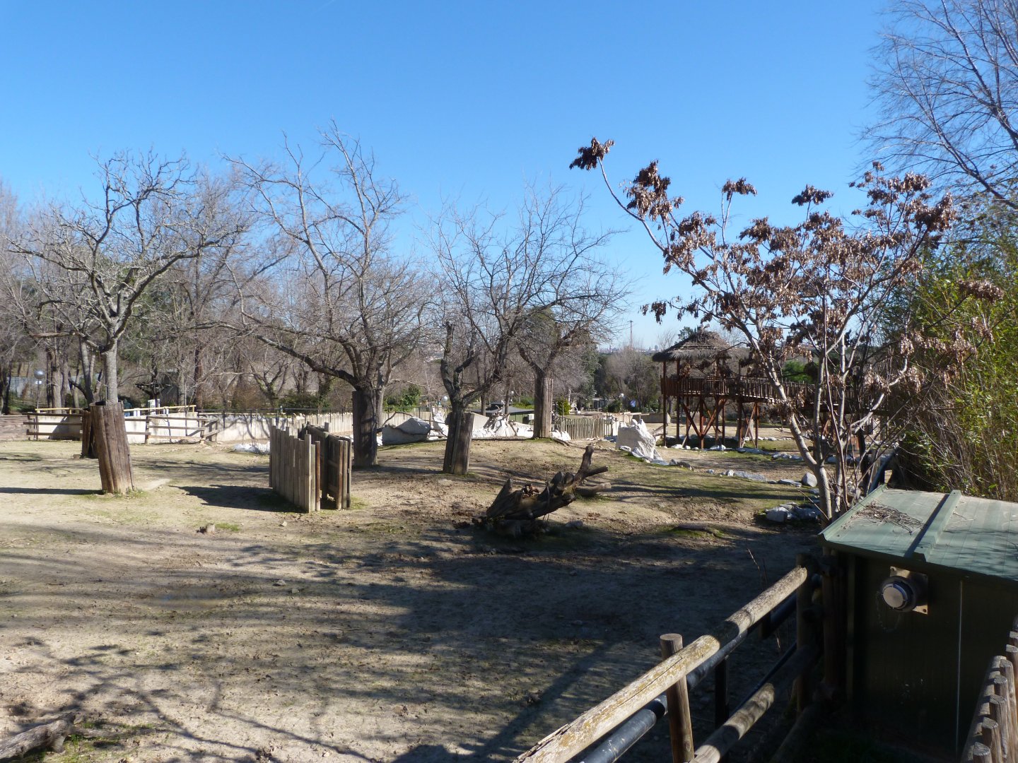 Rothschild’s giraffe, Black wildebeest and Burchell’s zebra exhibit -Zoo Aquarium de Madrid (2025)