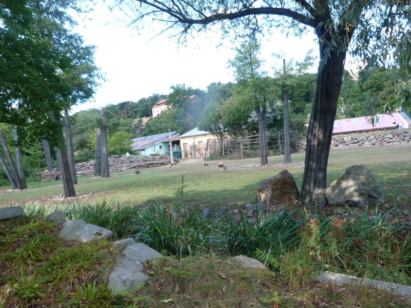 Rothschild's giraffe, Blesbok and Greater kudu exhibit -Zoo Plzeň (2025)