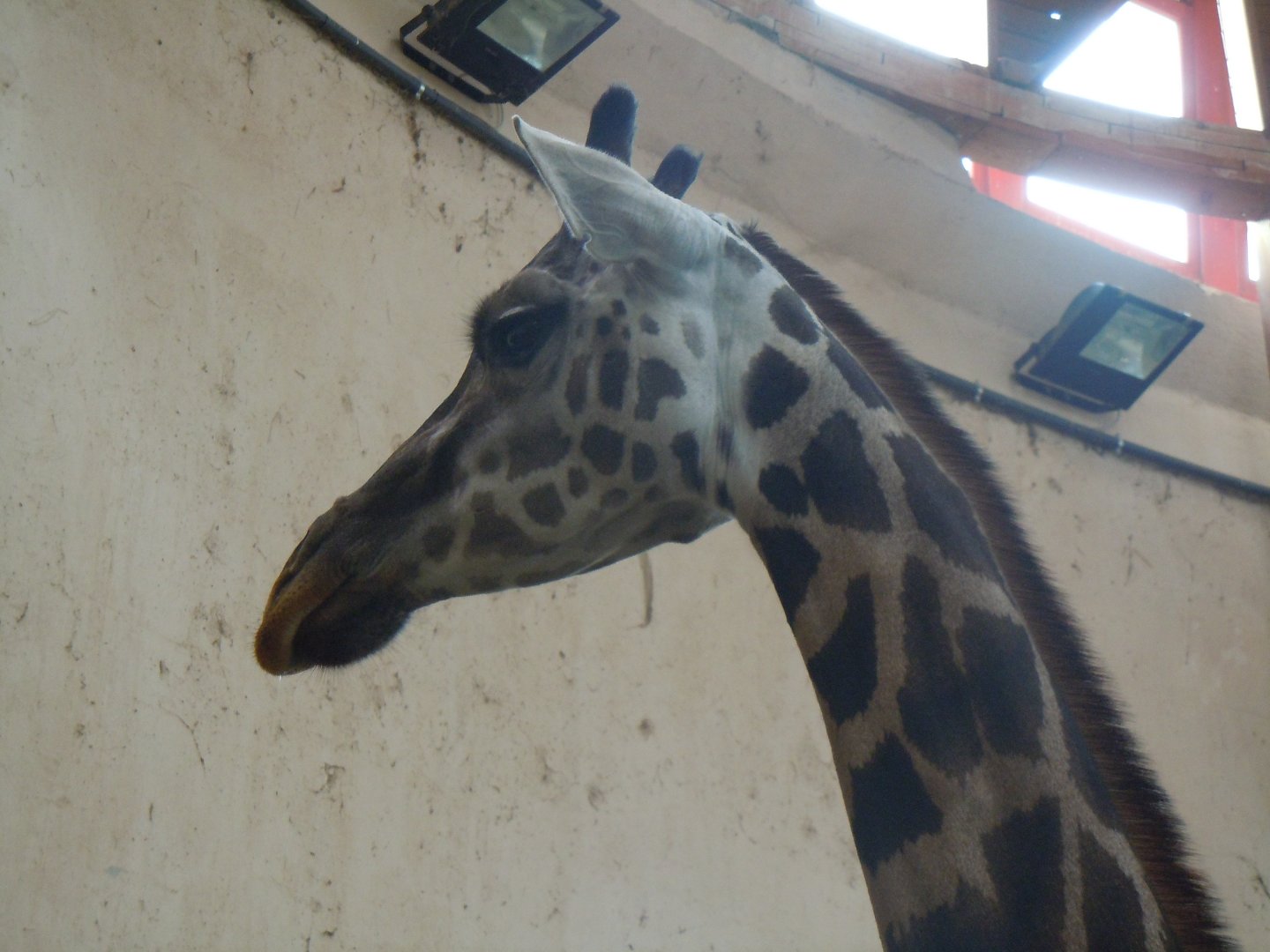 Rothschilds Giraffe - Budapest Zoo November 2017