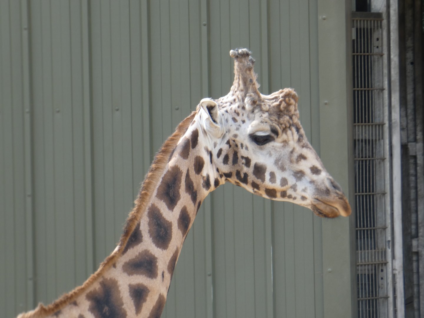 Rothschild's Giraffe bull