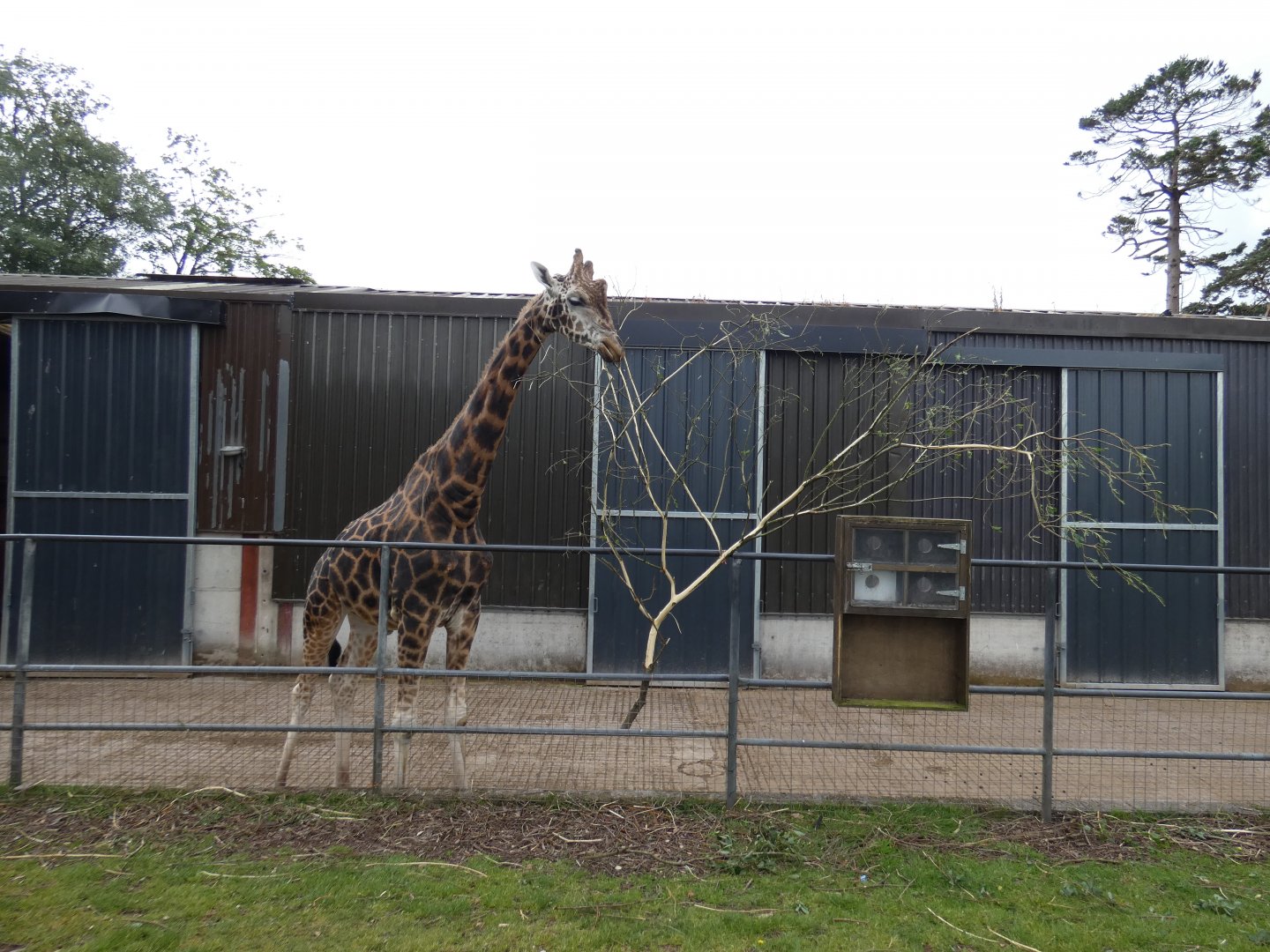 Rothschild's giraffe bull