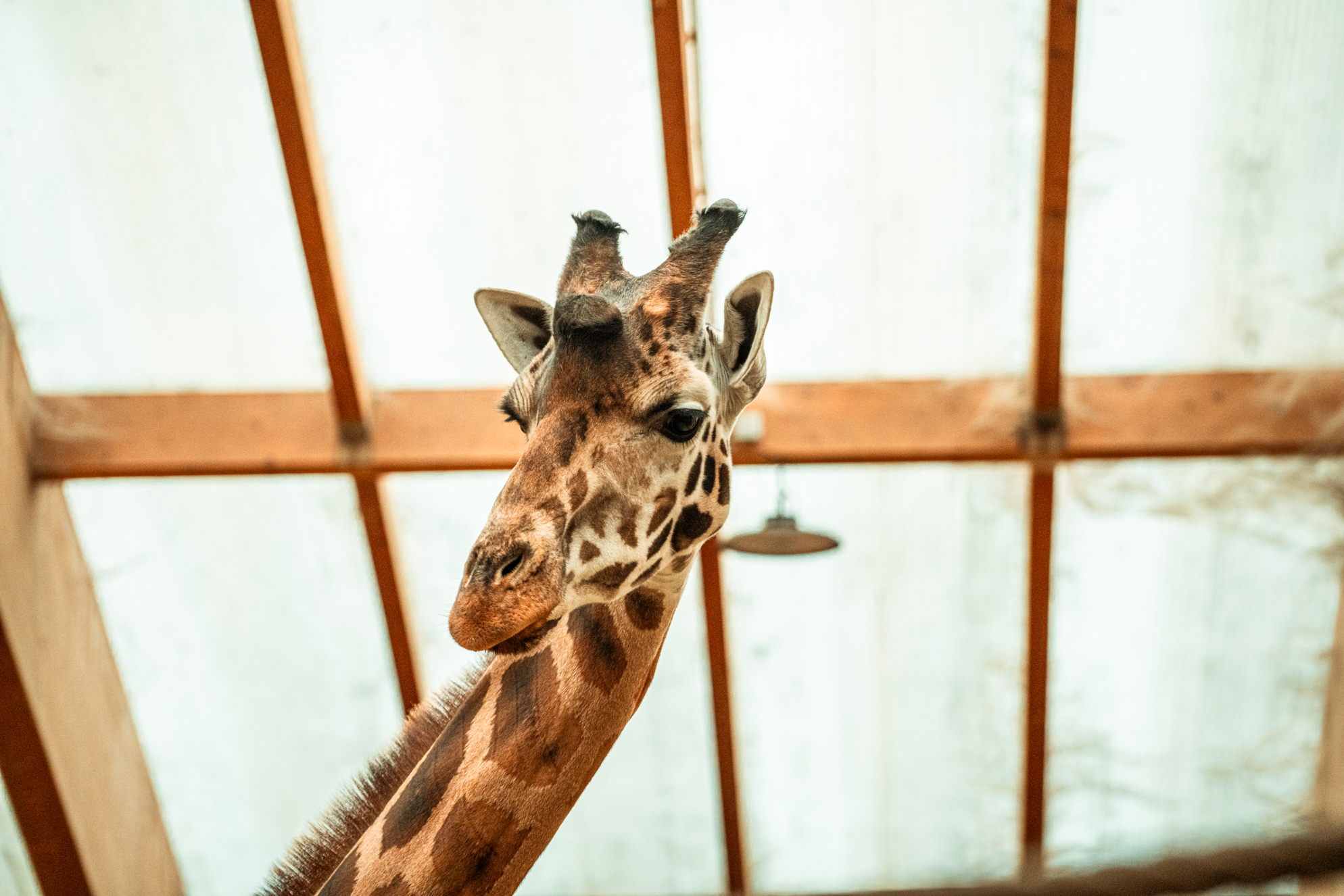 Rothschild's giraffe bull